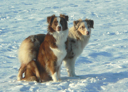 1/12/08 Amy & Wow enjoying the sun and snow