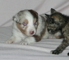 Red Merle Female