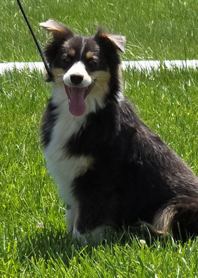 Dilute Black Male
