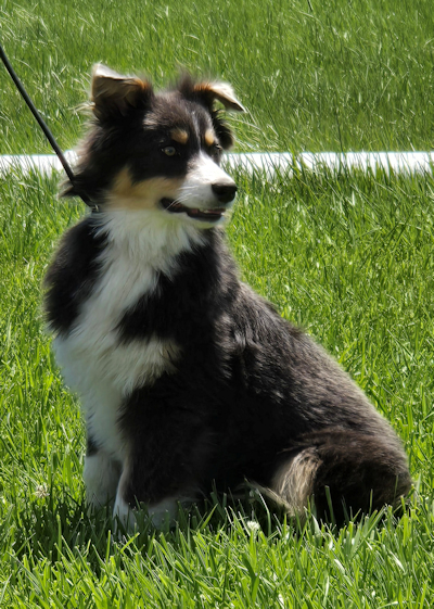 Dilute Black Male