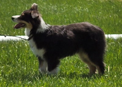 Dilute Black Male