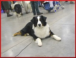 Liam relaxing at the show