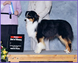 BOW - Puyallup AKC 6/11/11