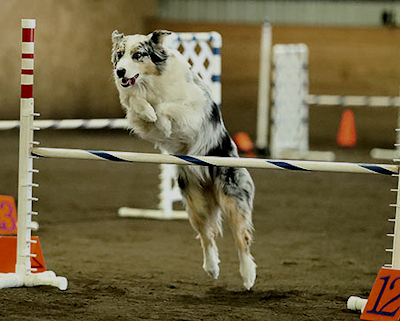 Lillian at agility trial