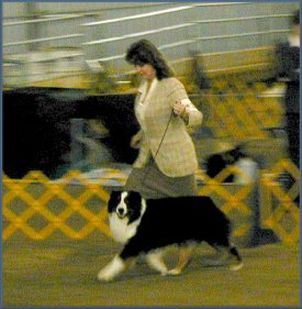 Liam wins Best of Breed 4/12/03