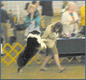 Liam wins Best of Breed 4/12/03