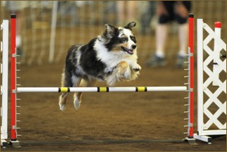 Bean at Lynden AKC 2015