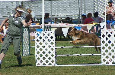 Rusty at Agility