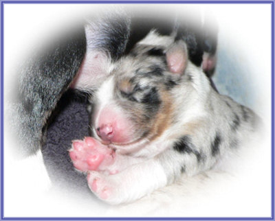 Blue Merle Girl - Serena's puppies 5 days