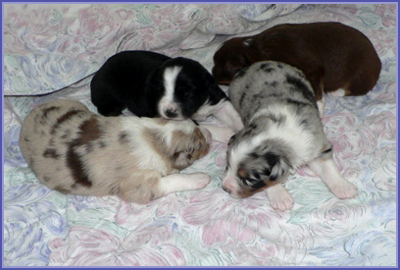 Serena's puppies 2 weeks