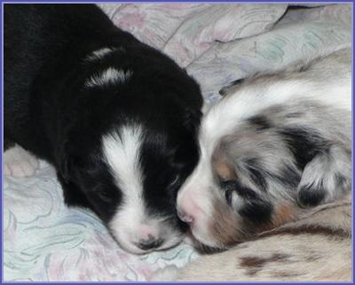 Serena's puppies 2 weeks