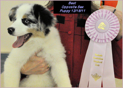 CTC Silver Sapphire Lace -  Best Opposite Sex Puppy 12/18/11 - Photo courtesy Lori Charron