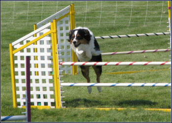 Wicca had another great agility weekend