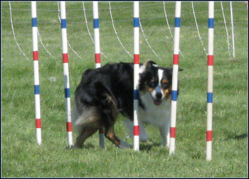 Wicca had another great agility weekend