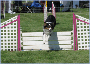 Wicca had another great agility weekend