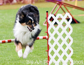 Ziggy doing agility