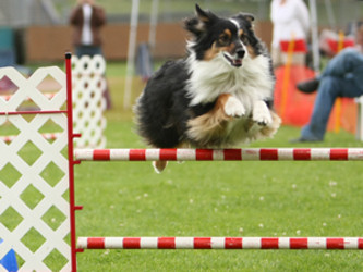 Ziggy doing agility